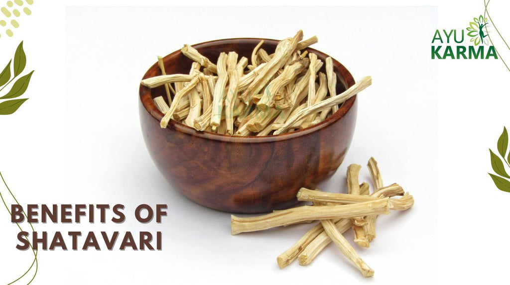 Top 5 Shatavari Benefits That Make It an Essential Herb